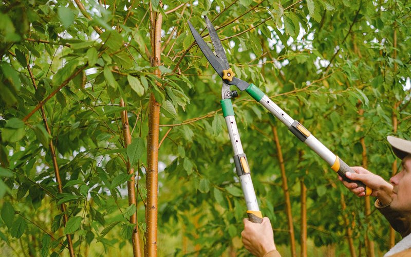 Tree trimming in Spottsville, KY