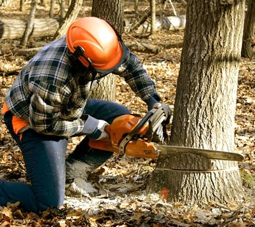 Tree Removal in Spottsville, KY